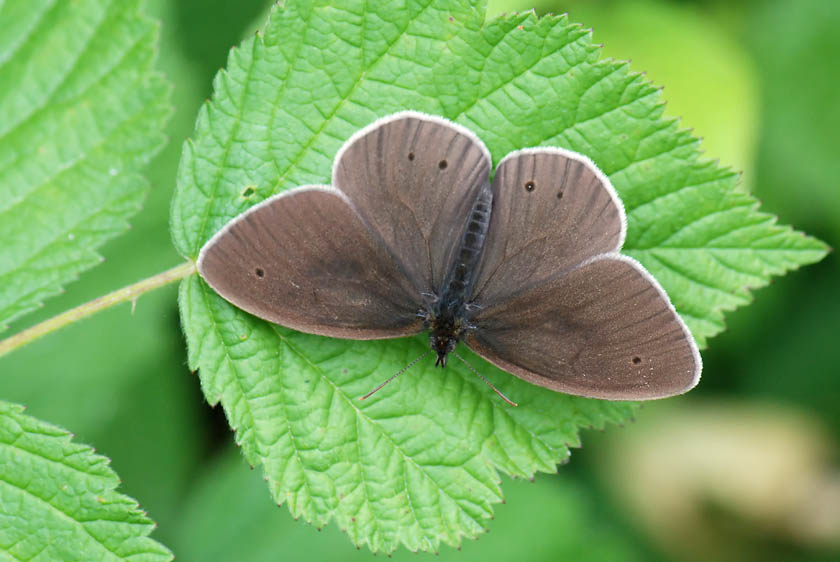 Aphantopus hyperantus del Vicentino